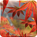 Apps Like Autumn Leaves in HD Gyro 3D & Comparison with Popular Alternatives For Today 6