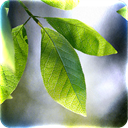 Apps Like Autumn Leaves in HD Gyro 3D & Comparison with Popular Alternatives For Today 8